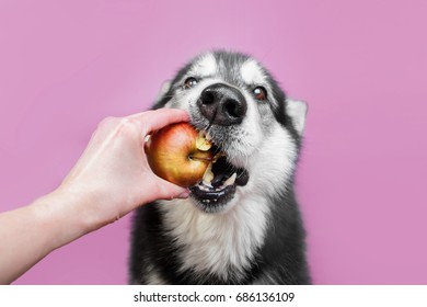 A Dog Breed Alaskan Malamute Eating A Red And Yellow Apple From Human Hand. In Picture Only A Dog And A Hand.