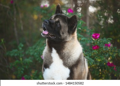 American Akita Images Stock Photos Vectors Shutterstock