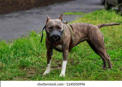 american pitbull terrier brindle
