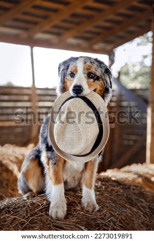 Dog breed Australian Shepherd in a hat sits on a haystack on a farm in the summer in the countryside, looking into the camera. The concept of goods for animals, articles, blog.