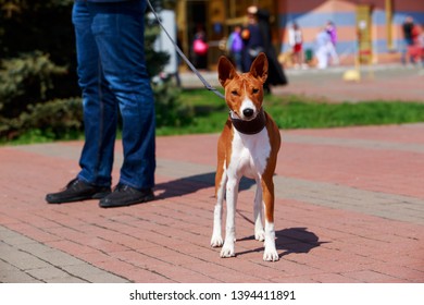 Dog breed Basenji is standing on the pavement - Shutterstock ID 1394411891