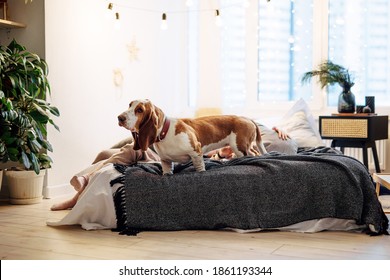 Dog breed Basset Hound on the bed on the background of New Year's garlands. Christmas mood. Selected focus. Blurred background
