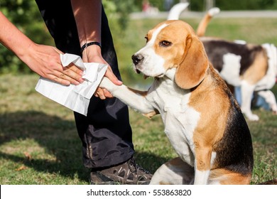 The Dog Breed Beagle Have Dirty Paw
