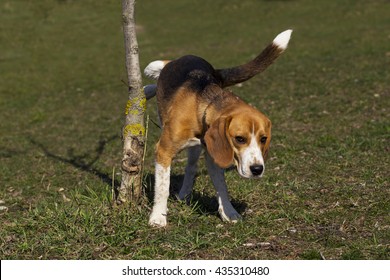 The Dog Breed Beagle Is Marking Territory