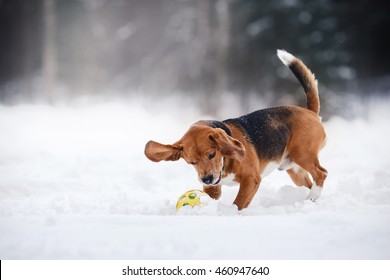 Dog Breed Beagle Walking In Winter Forest, Run And Play Outdoors