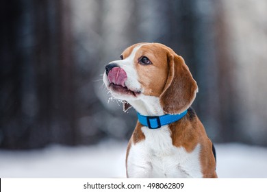 Dog Breed Beagle Walking In Winter Forest, Run And Play Outdoors