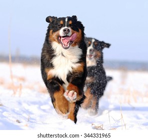 Dog Breed Bernese Mountain Dog In The Snow