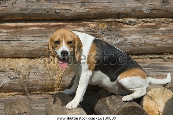 Dog Breed Bigle On Walk Stock Photo Edit Now 16130089