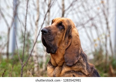 Bloodhound Images, Stock Photos & Vectors | Shutterstock