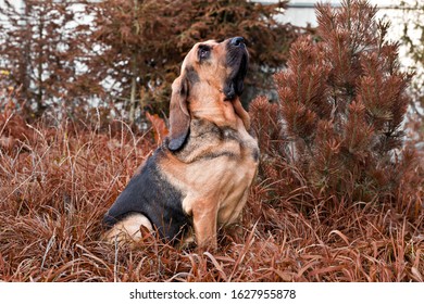 Dog Breed Bloodhound Portrait On Autumn Grass