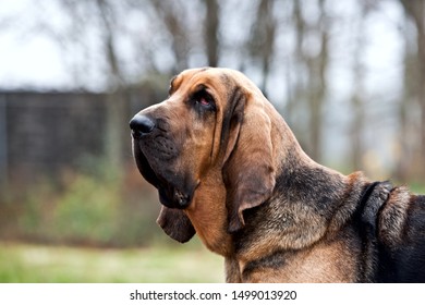 3,274 Bloodhound Images, Stock Photos & Vectors | Shutterstock