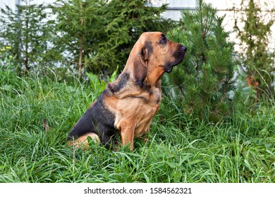 Dog Breed Bloodhound Sitting On Green Grass