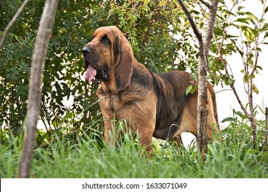 Dog Breed Bloodhound Standing On Green Grass On Nature