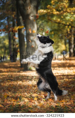 Similar – Foto Bild Laubtanz Herbst Blatt Wald