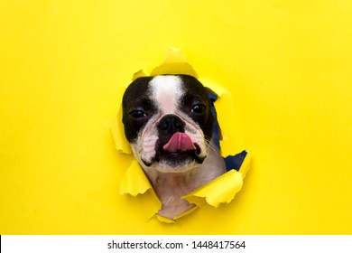 Dog breed Boston Terrier pushes his face into a paper hole yellow.