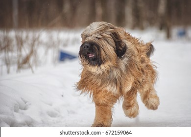 Dog breed Briard running on snow in winter day
