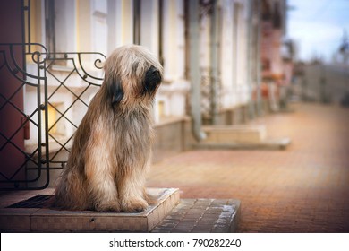 what does a briard look like