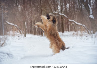 Dog breed Briard stands on its hind legs on a winter day black and white image