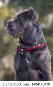 dog breed cane Corso in the background of a winter landscape