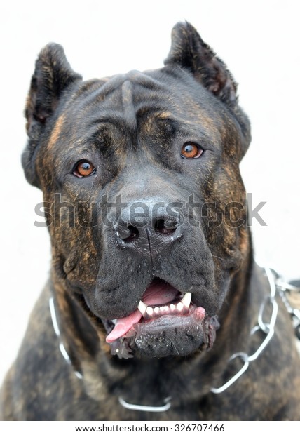 Dog Breed Cane Corso Italian Mastiff Animalswildlife