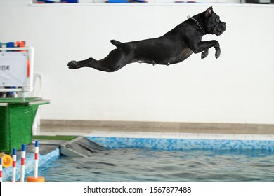 Dog breed cane Corso jumps into the water in the pool