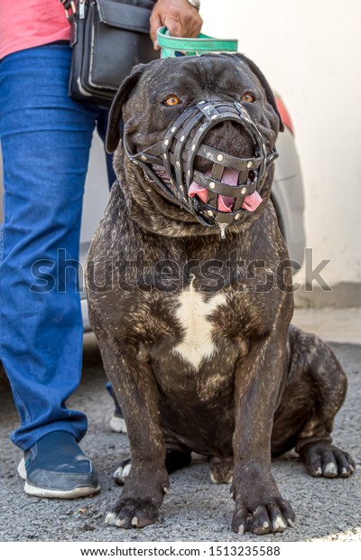 Dog Breed Cane Corso Large Portrait Stock Photo Edit Now