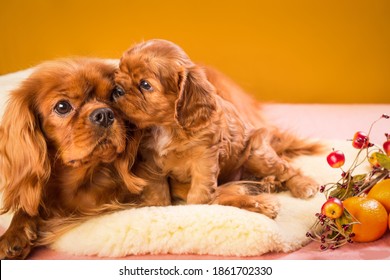 Dog Breed Cavalier King Charles Spaniel. Studio Photo. Red-haired Dog On A Yellow Background. Mother And Child. Puppy Kissing Mom