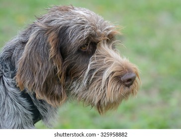 Dog Of The Breed Cesky Fousek