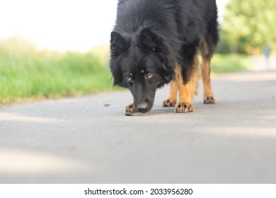 Dog Breed Chod Dog Bending His Head