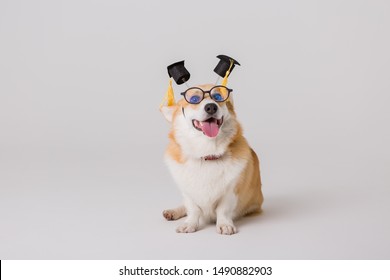 dog breed Corgi in the image of a student on a light background, the concept of education