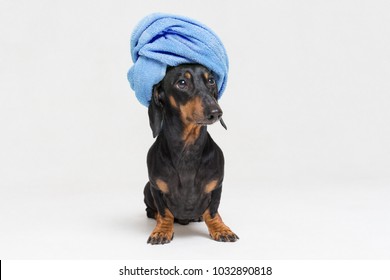 Dog  Breed Of Dachshund, Black And Tan, After A Bath With A Blue Towel Wrapped Around Her Head Isolated On White Background