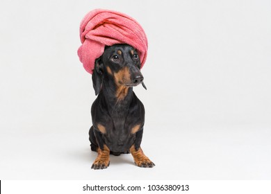 Dog  Breed Of Dachshund, Black And Tan, After A Bath With A Red Towel Wrapped Around Her Head Isolated On White Background