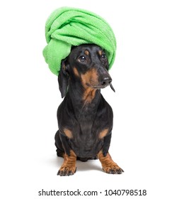 Dog  Breed Of Dachshund, Black And Tan, After A Bath With A Green Towel Wrapped Around Her Head Isolated On White Background