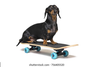 4,730 Sausage Dog Sitting Images, Stock Photos & Vectors 