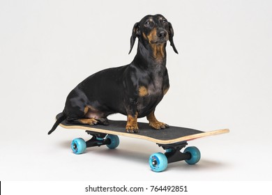 dog breed Dachshund, black and tan, sits on skateboard isolated on gray background. Skateboarding dog.