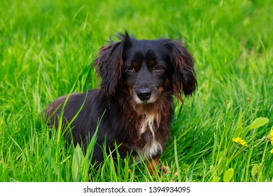 The dog breed dachshund on green grass