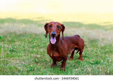 The dog breed Dachshund stand on green grass - Shutterstock ID 1446934061