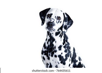 ダルメシアン の画像 写真素材 ベクター画像 Shutterstock