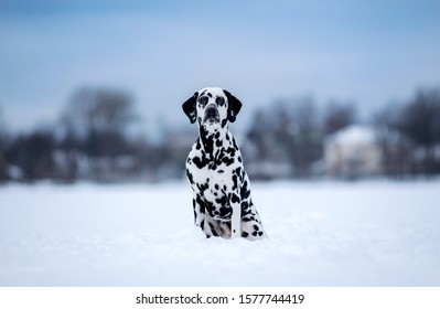 The Dog Breed Dalmatians In Winter, The Snow Sits And Looks Beautiful
