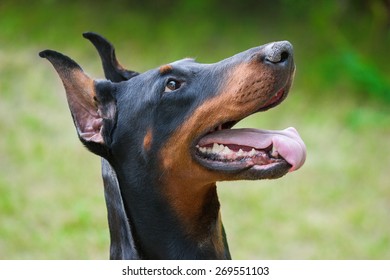 Dog breed Doberman-Pinscher on a green background