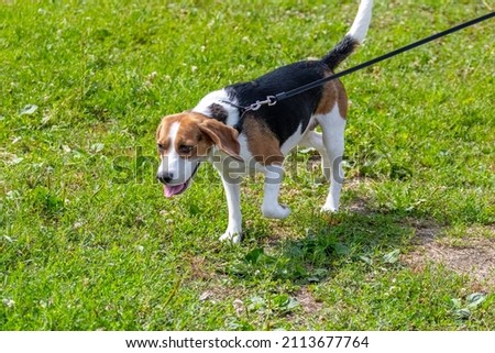 Dog breed estonian hound on a leash runs forward in the park during a walk