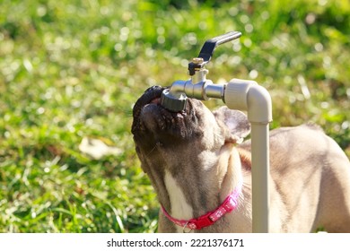 Dog Breed French Bulldog Drinks Water From A Tap