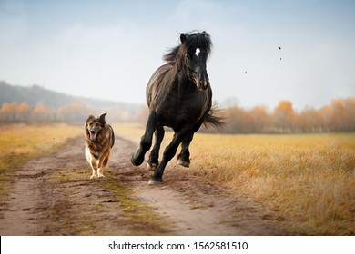 Dog breed German shepherd and horse breed Percheron running on the road in the autumn meadow