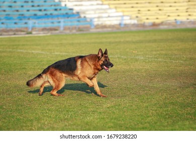 are german shepherd fast or slow