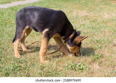 dog breed German shepherd sniffing the grass tracks - Powered by Shutterstock