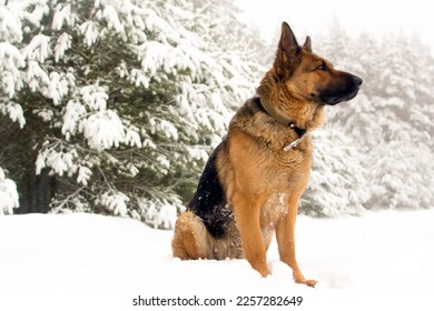 Dog breed German shepherd in winter on the road near the forest. - Shutterstock ID 2257282649