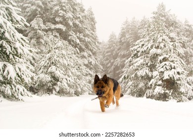 Dog breed German shepherd in winter on the road near the forest. - Shutterstock ID 2257282653
