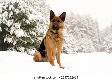 Dog breed German shepherd in winter on the road near the forest. - Shutterstock ID 2257282665