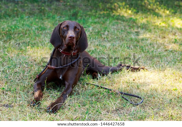 Dog Breed German Shorthair Pointer Close Animals Wildlife Stock