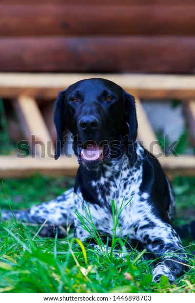 Dog Breed German Shorthair Pointer Close Stock Photo Edit Now